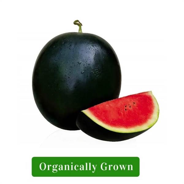 Organic Watermelon Small (Approx 1.5kg - 2kg)